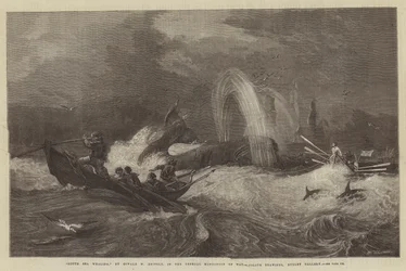 Chasse à la baleine dans les mers du Sud, à l